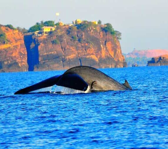 Dolphin & Whale Watching